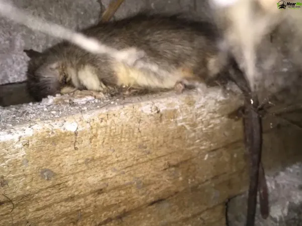 Dead Rat Removal Indooroopilly
